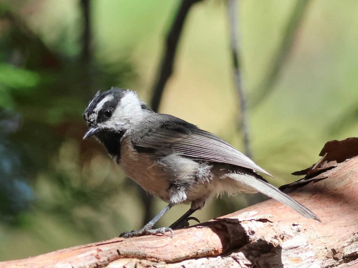 Mésange de Gambel - ML641224874