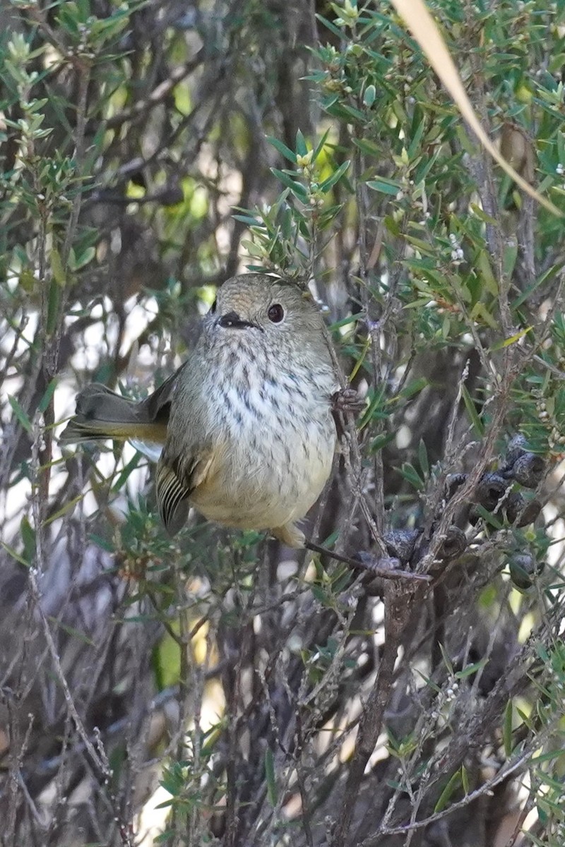 Brown Thornbill - ML641224886