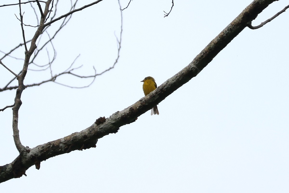Gobemoustique canari - ML641224895