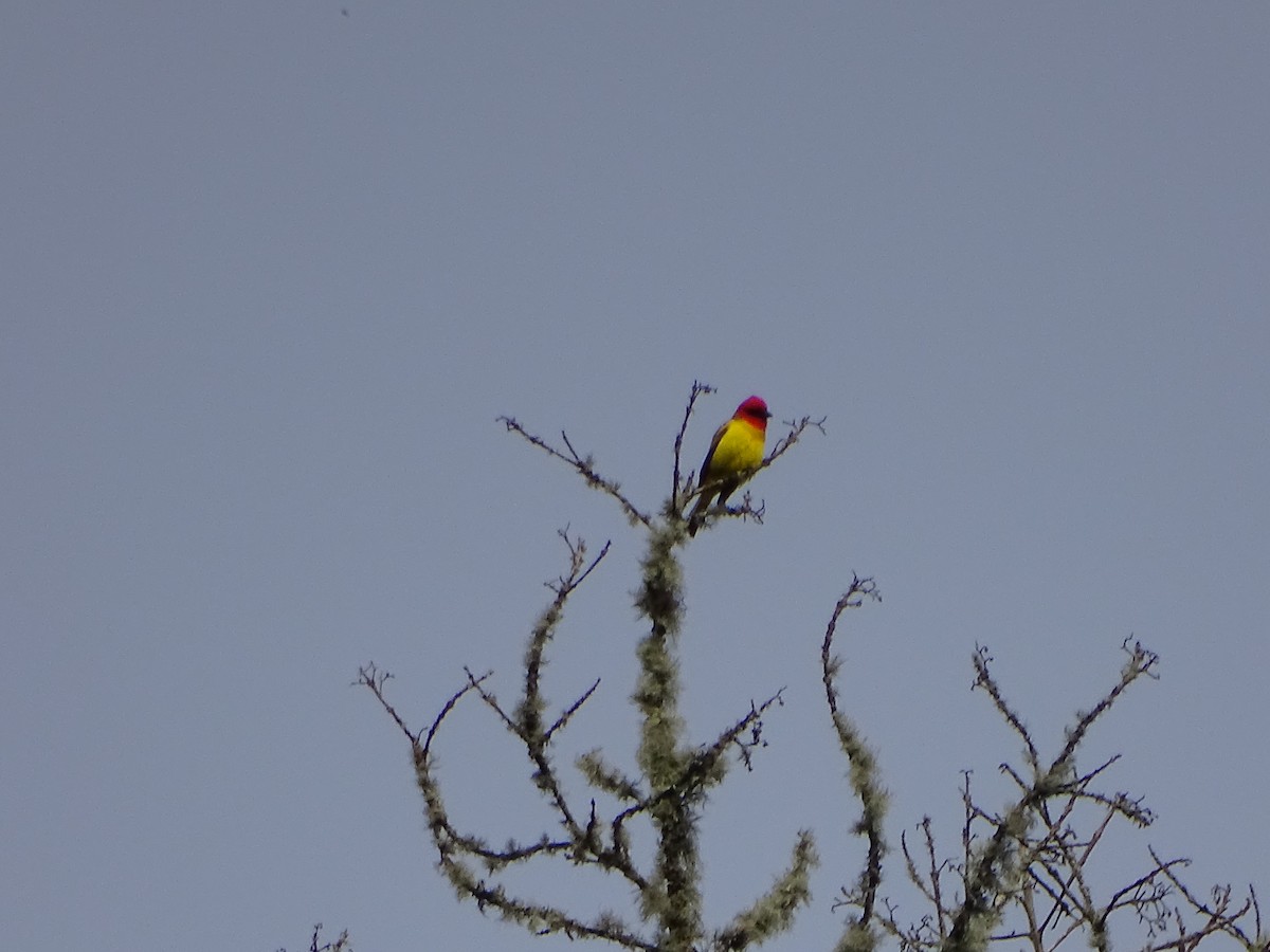 Red-hooded Tanager - ML641224908