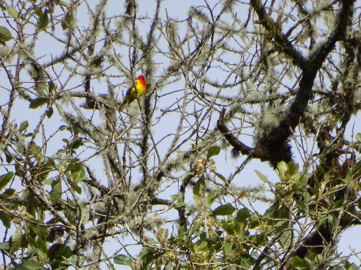Red-hooded Tanager - ML641224910