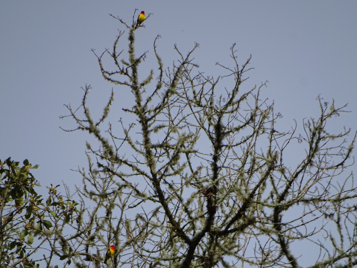 Red-hooded Tanager - ML641224911