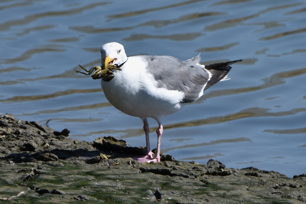 Western Gull - ML641224917