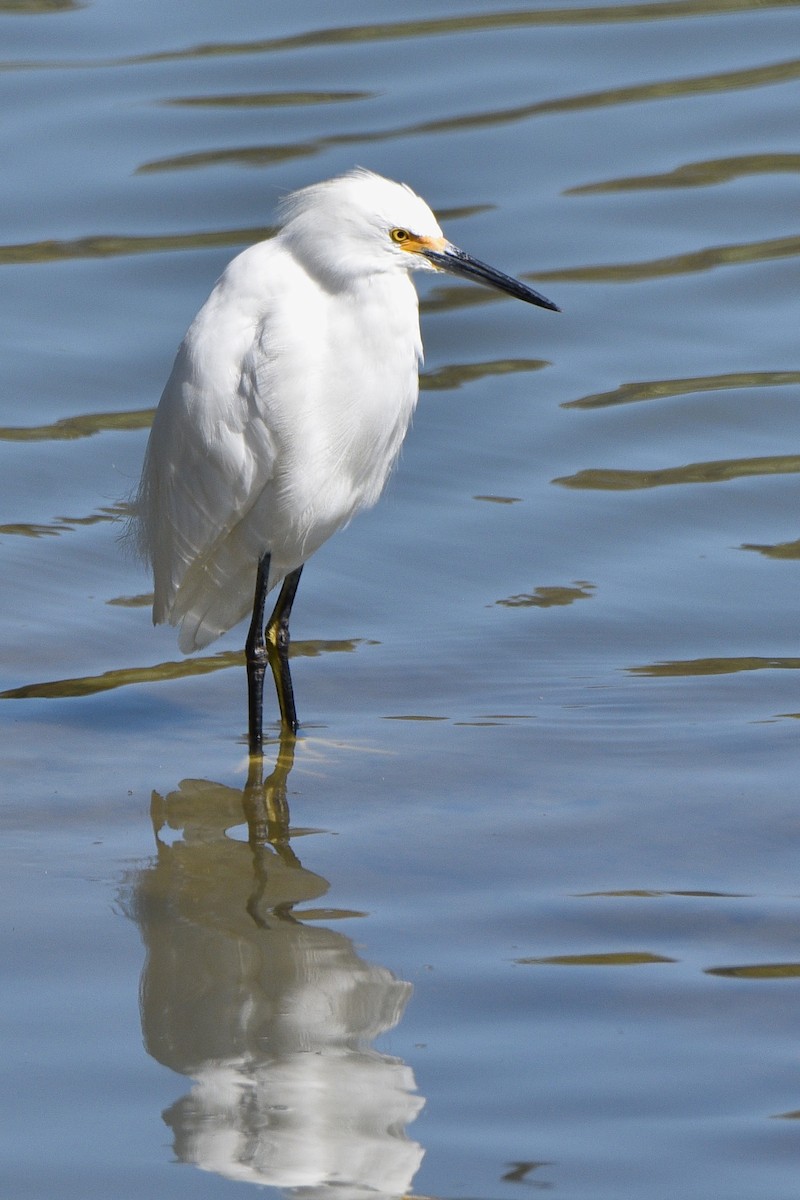 Snowy Egret - ML641224920