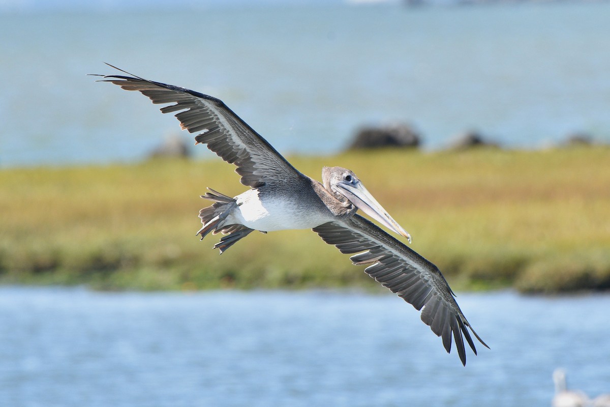 Brown Pelican - ML641224927