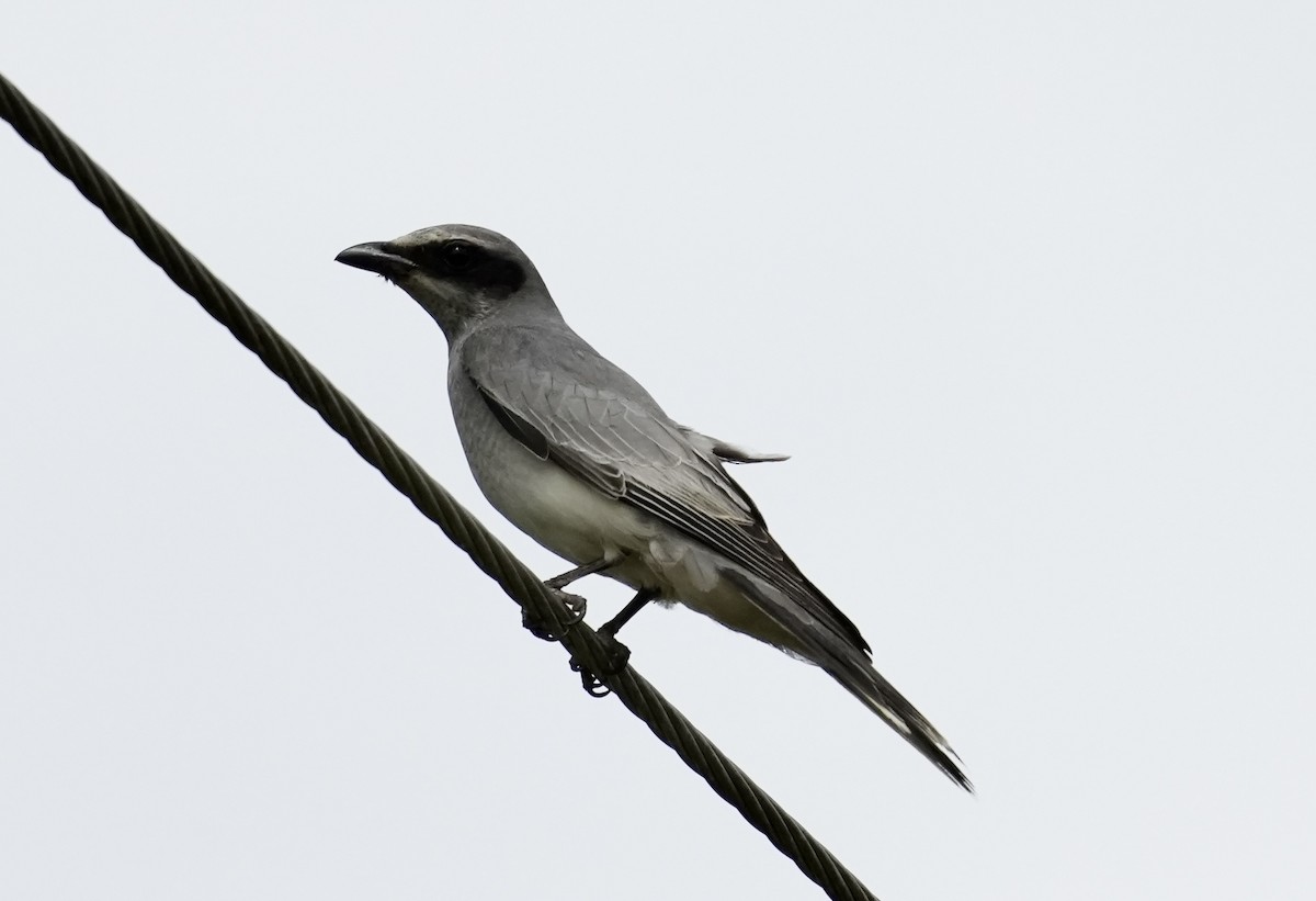 Black-faced Cuckooshrike - ML641224960