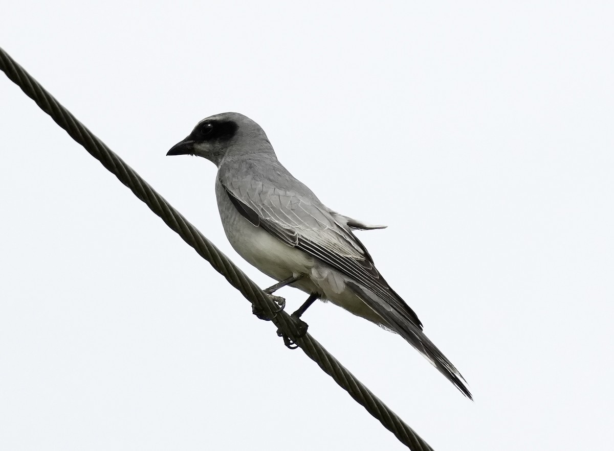 Black-faced Cuckooshrike - ML641224961