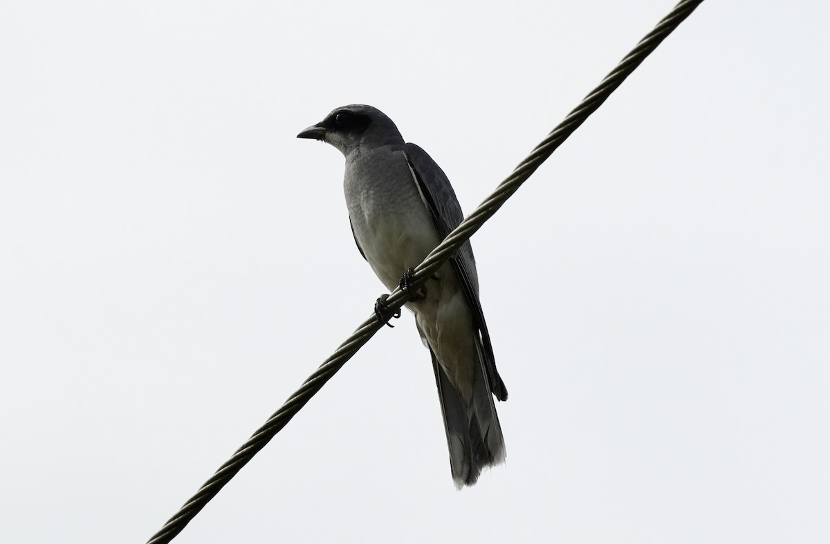 Black-faced Cuckooshrike - ML641224962