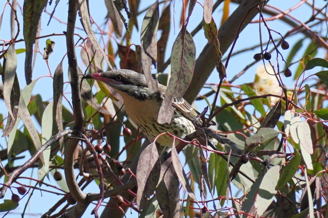 Spiny-cheeked Honeyeater - ML641225011