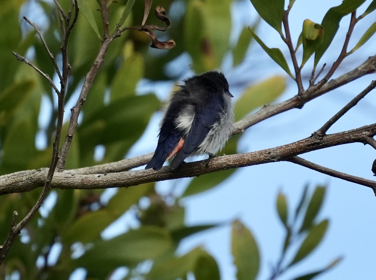 Mistletoebird - ML641225029