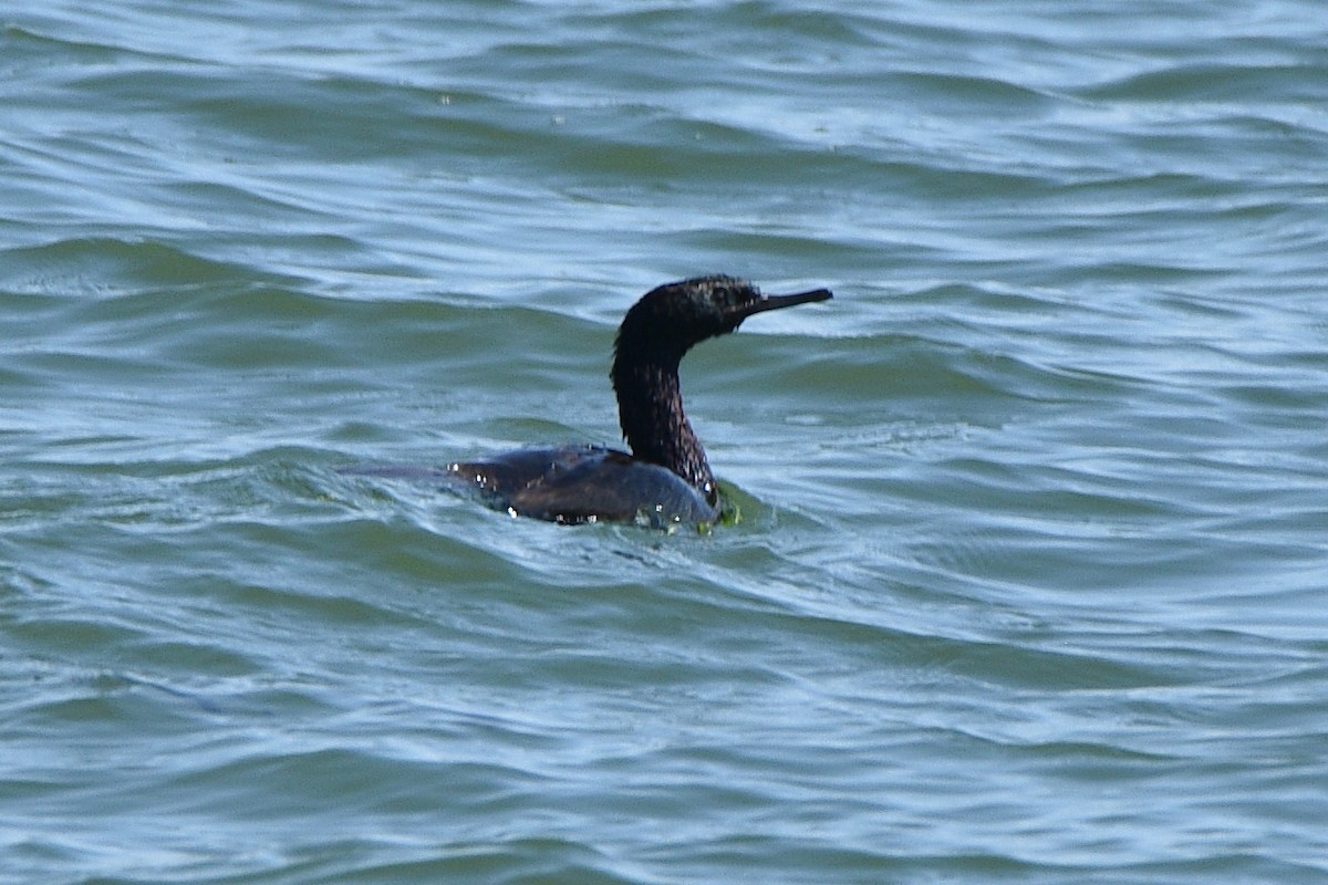 Pelagic Cormorant - ML641225047