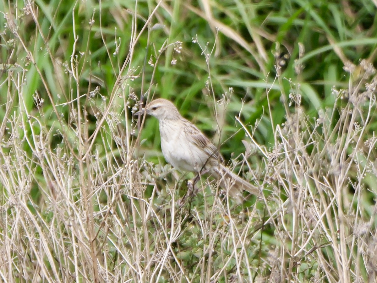 Striated Grassbird - ML641225057