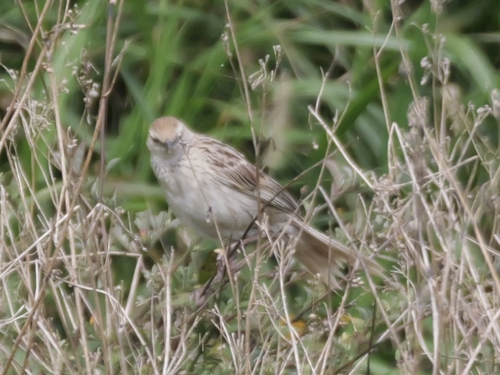Striated Grassbird - ML641225058