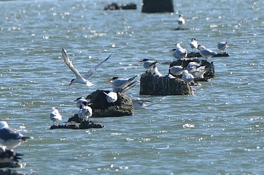 Elegant Tern - ML641225070