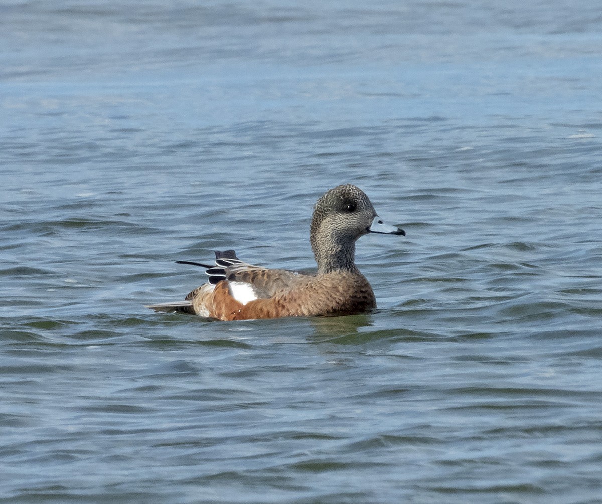 Canard d'Amérique - ML641225099