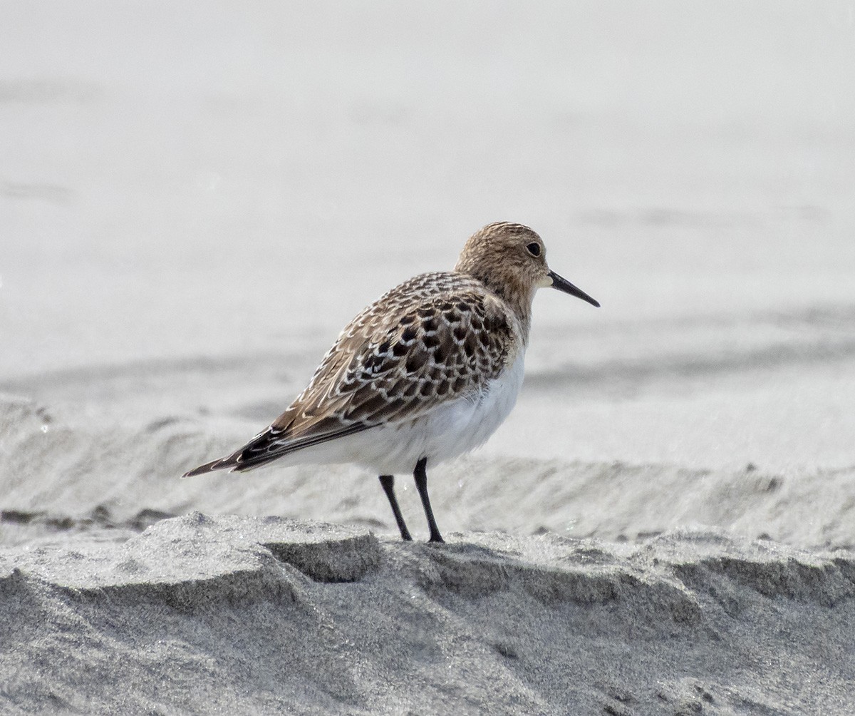 Baird's Sandpiper - ML641225106