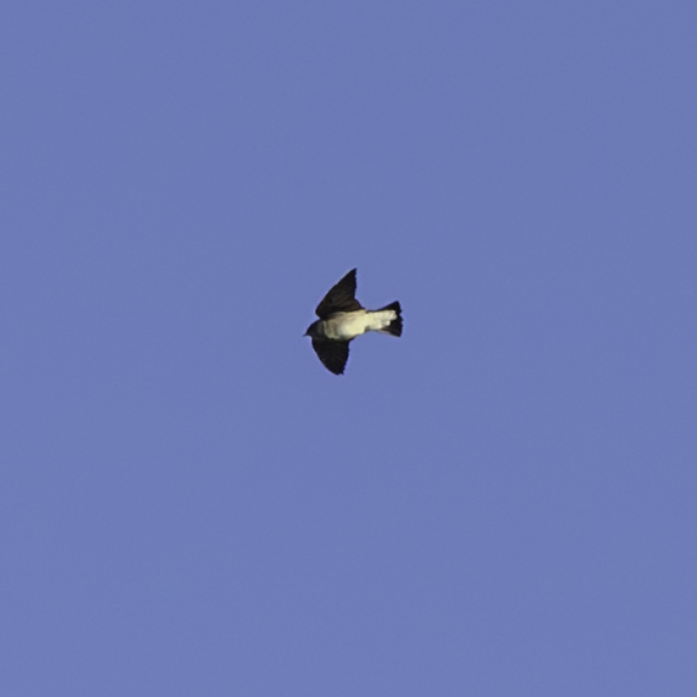 Northern Rough-winged Swallow - ML641225140