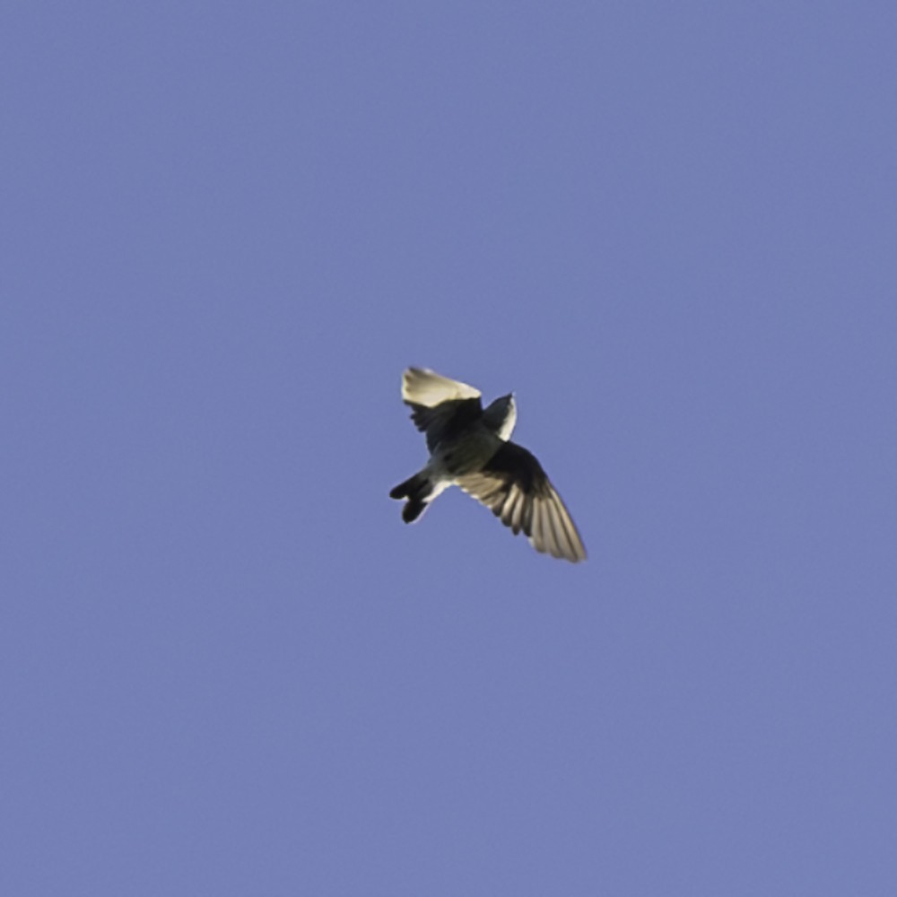 Northern Rough-winged Swallow - ML641225142