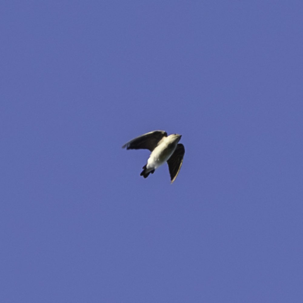 Northern Rough-winged Swallow - ML641225149