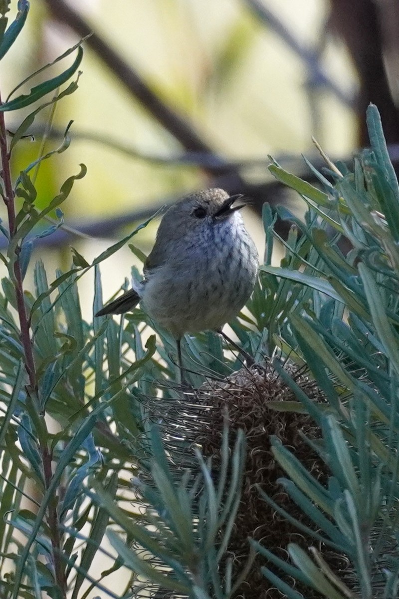 Brown Thornbill - ML641225232