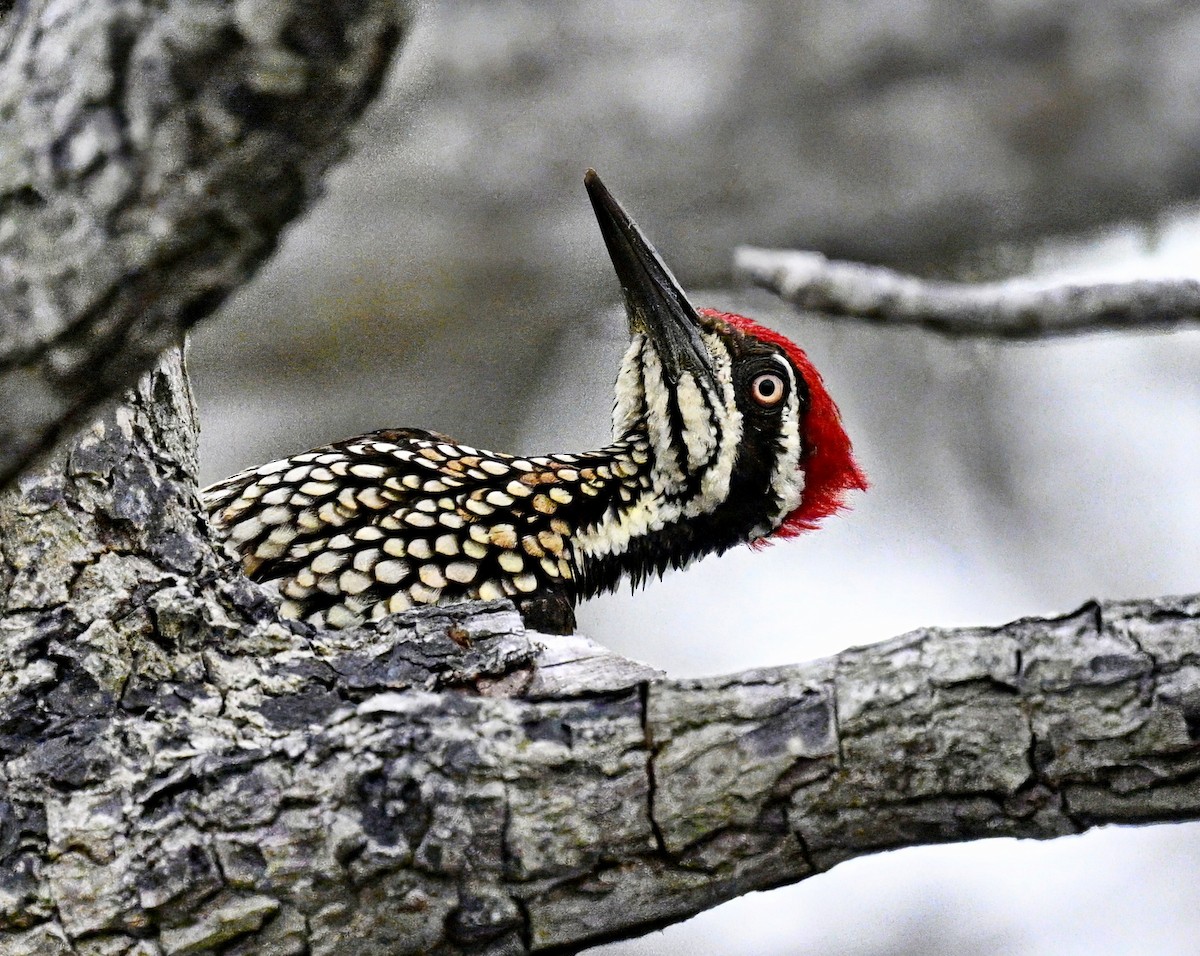 Greater Flameback - ML641225260