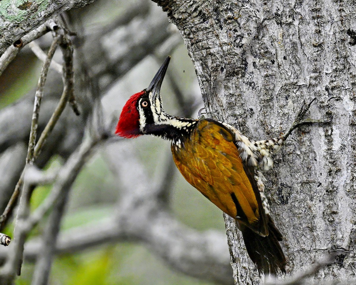 Greater Flameback - ML641225261