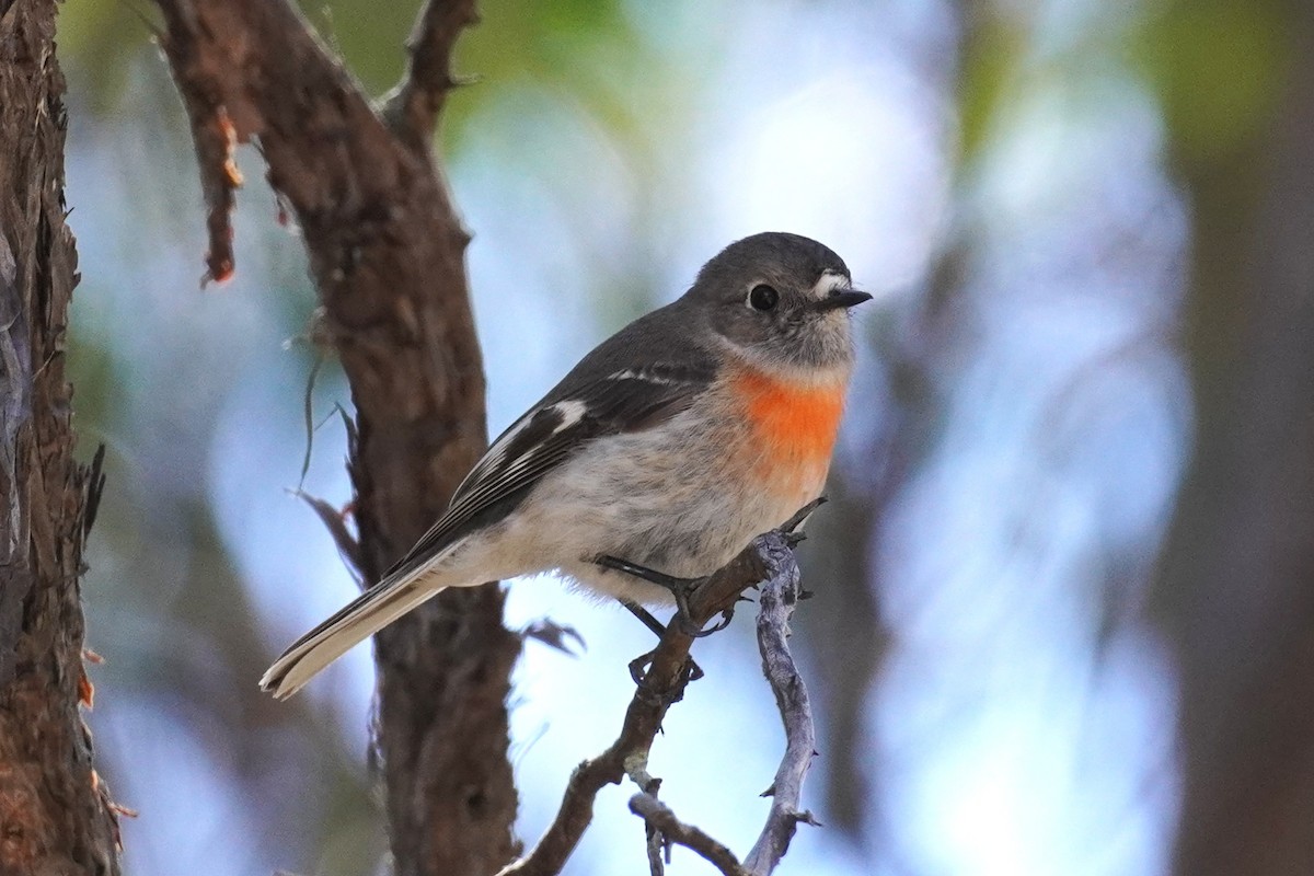 Scarlet Robin - ML641225263
