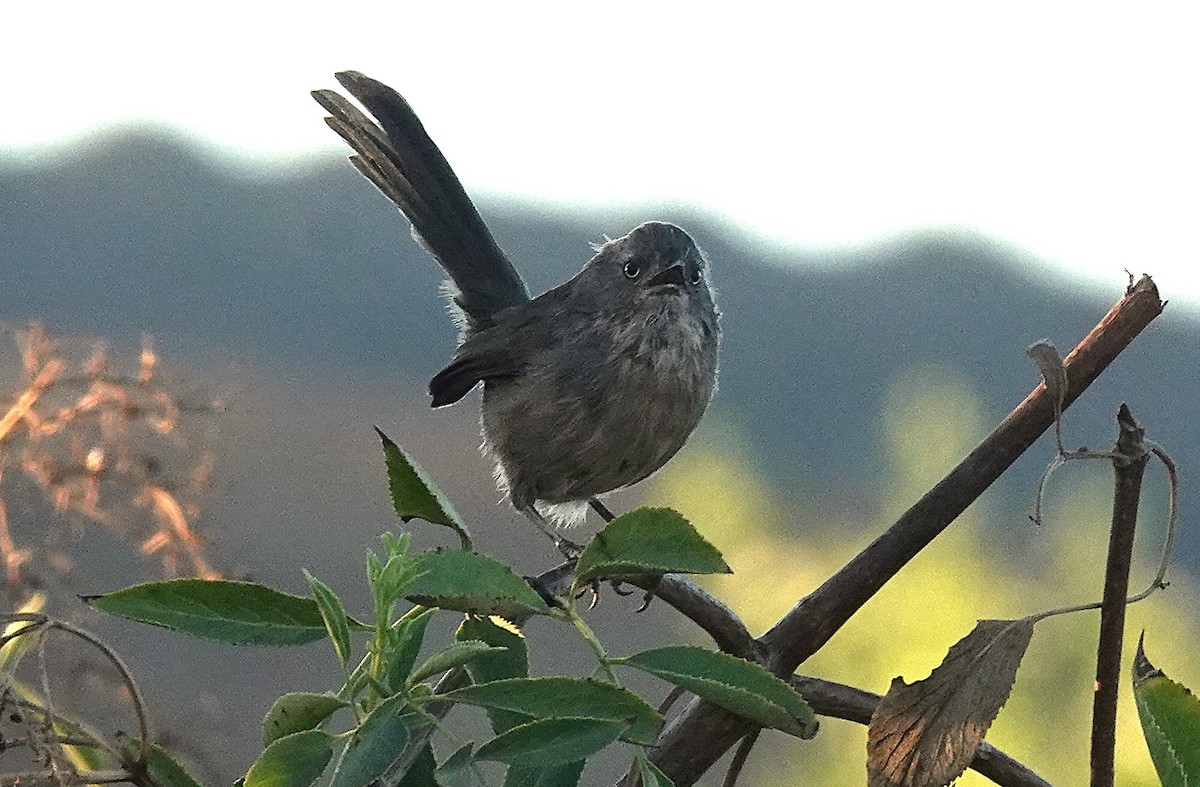 Wrentit - ML641225321