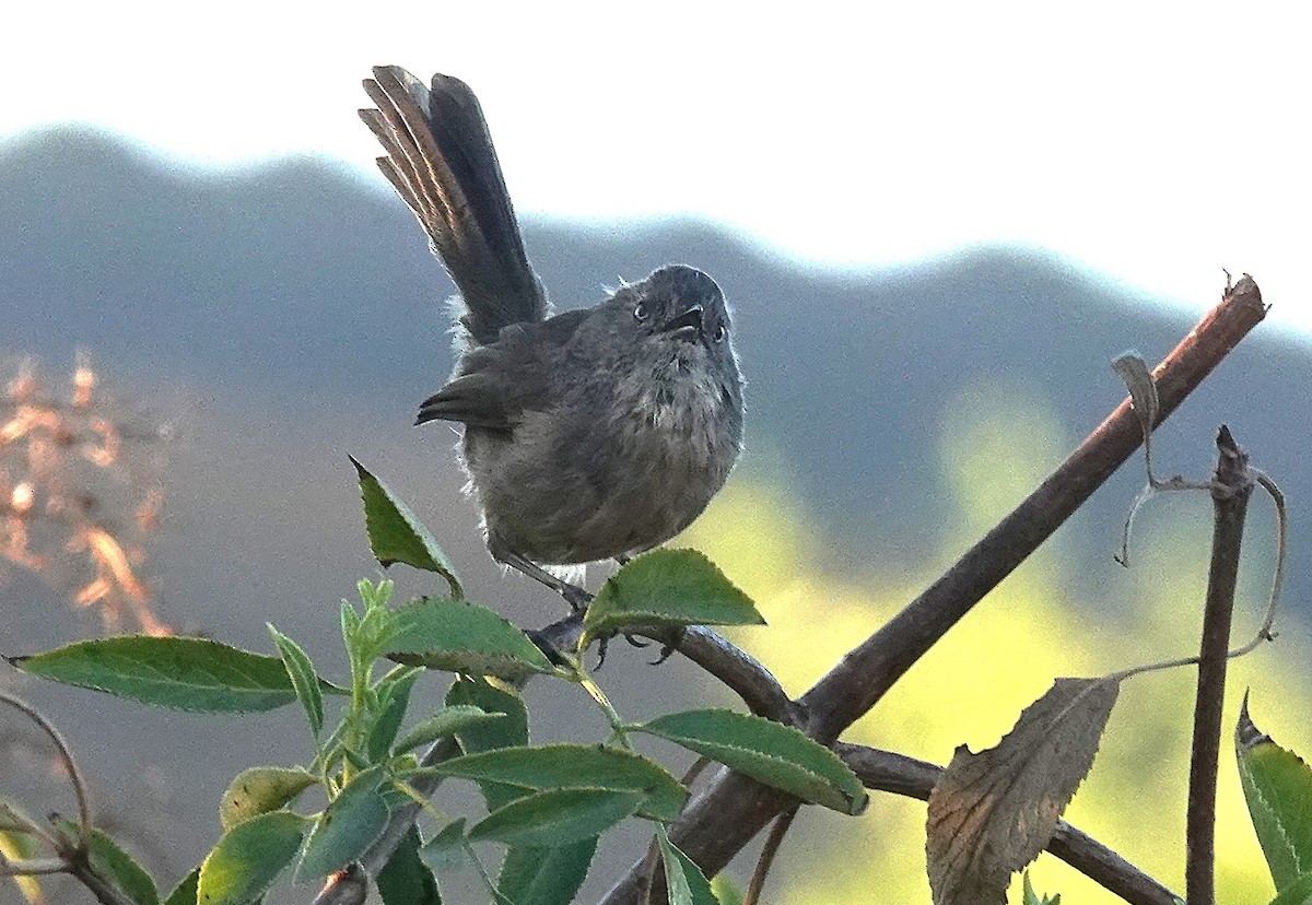 Wrentit - ML641225325