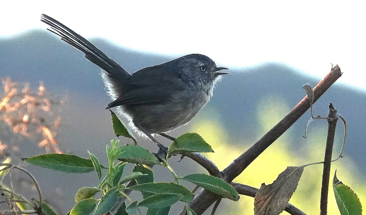 Wrentit - ML641225339