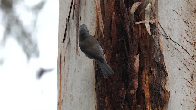 Gray Shrikethrush - ML641225345