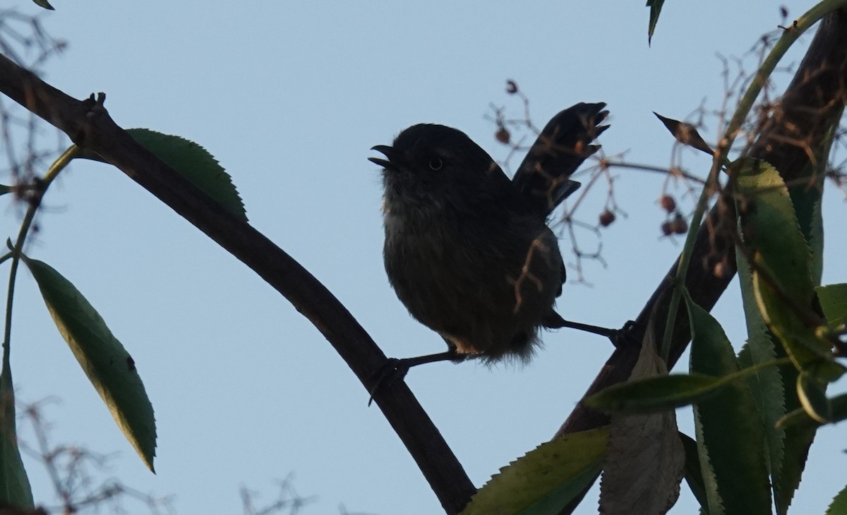 Wrentit - ML641225356