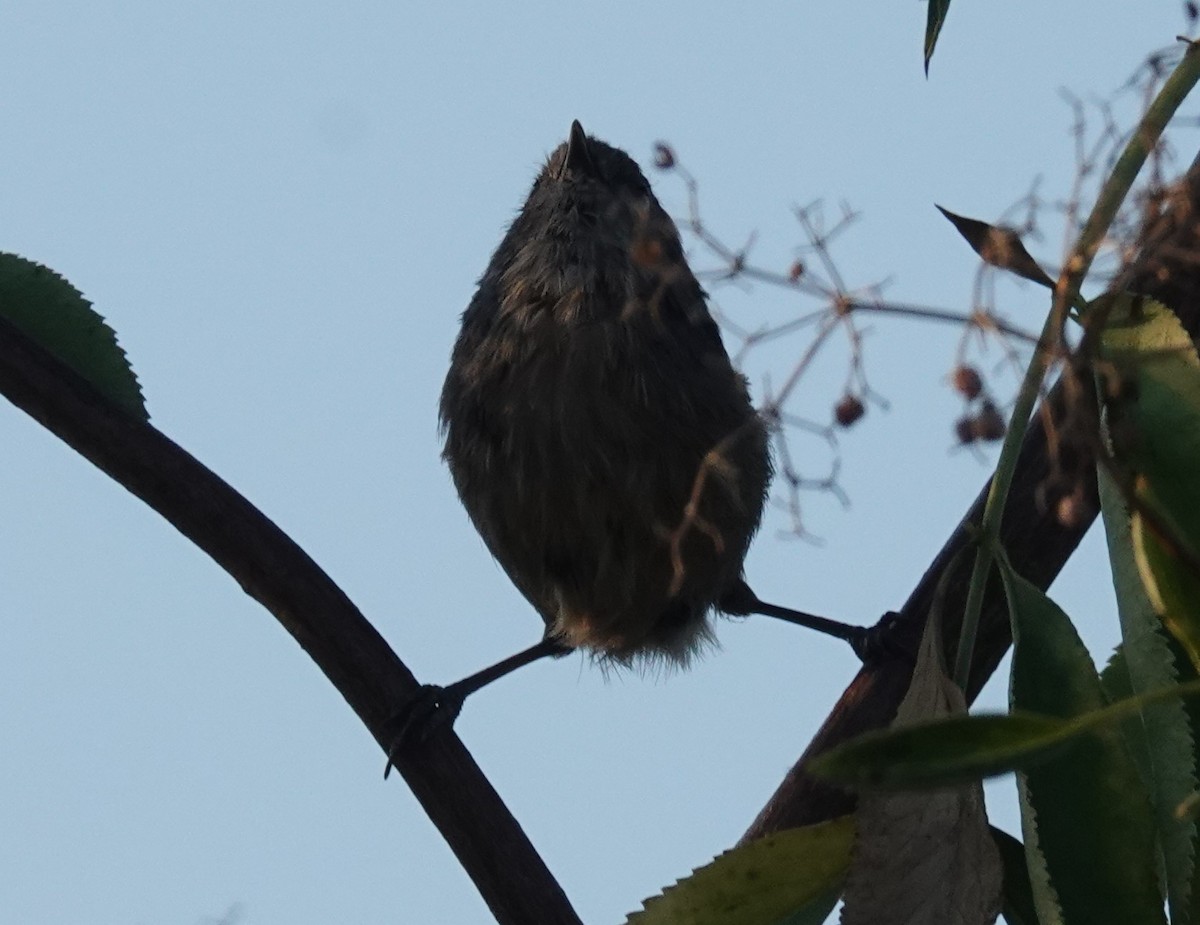Wrentit - ML641225381