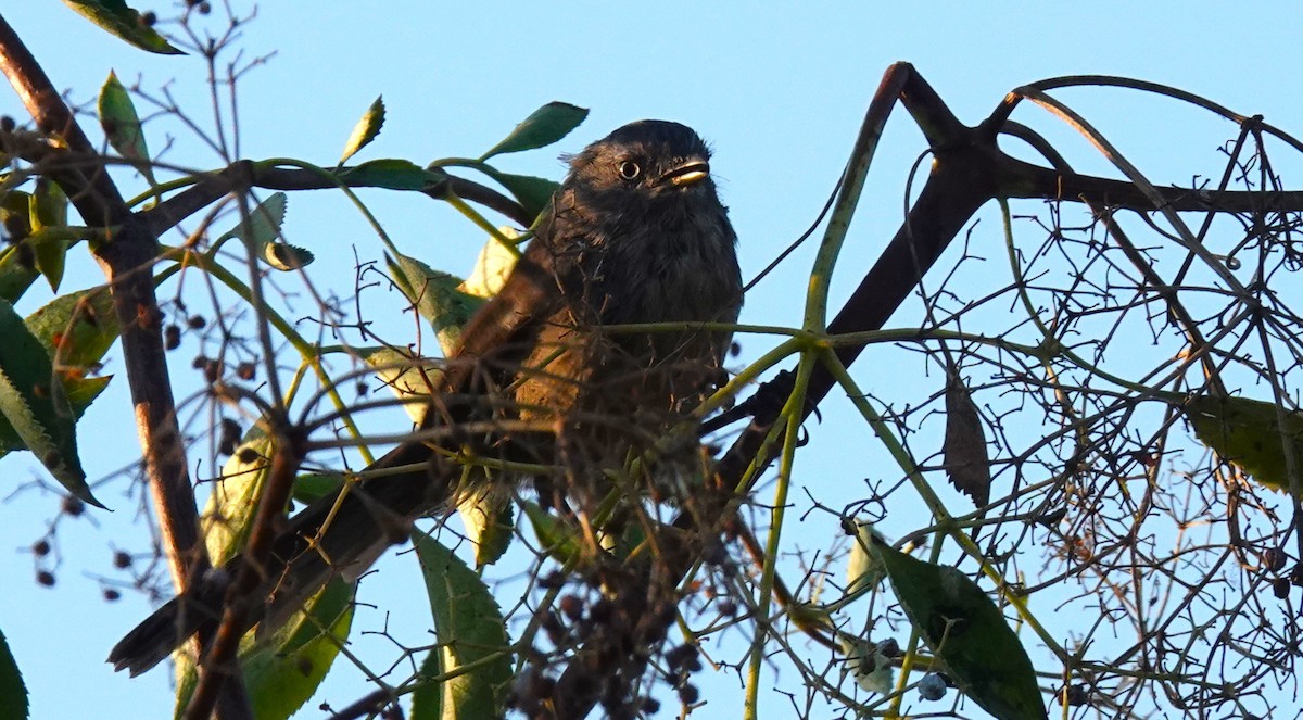 Wrentit - ML641225384