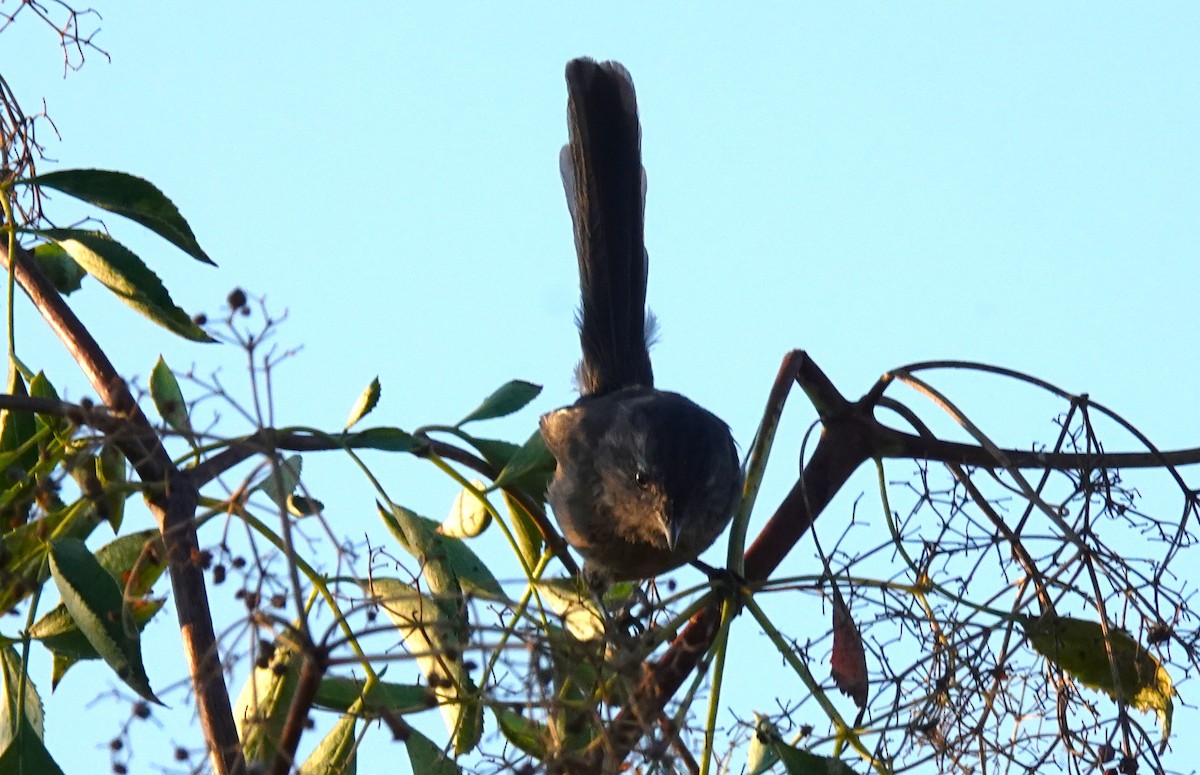 Wrentit - ML641225388