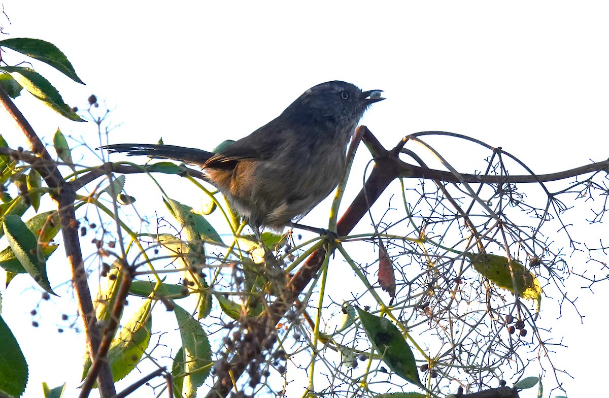 Wrentit - ML641225393