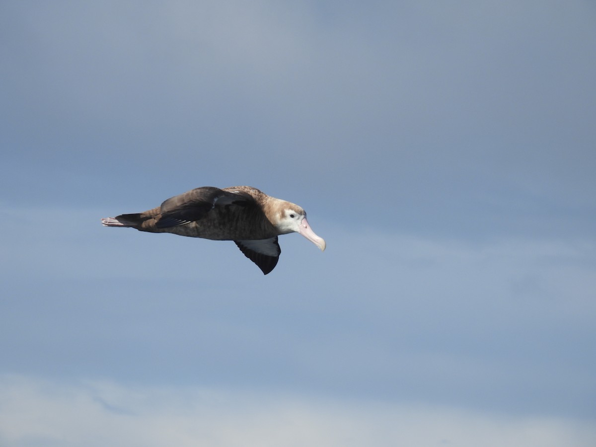 Albatros bidaiaria - ML641225438
