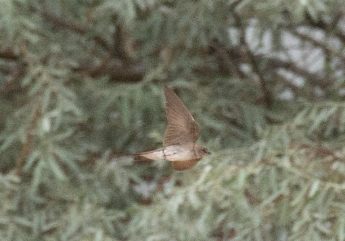 Northern Rough-winged Swallow - ML641225442