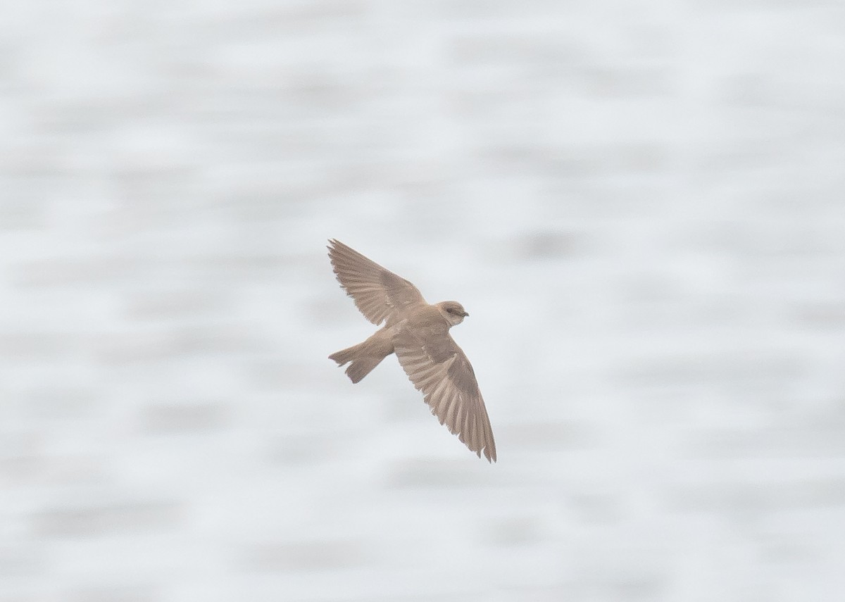 Northern Rough-winged Swallow - ML641225444