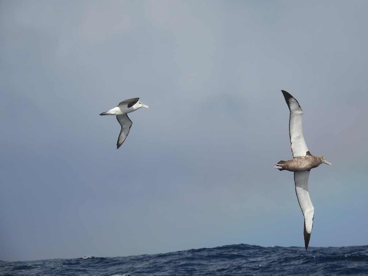 Albatros bidaiaria - ML641225462