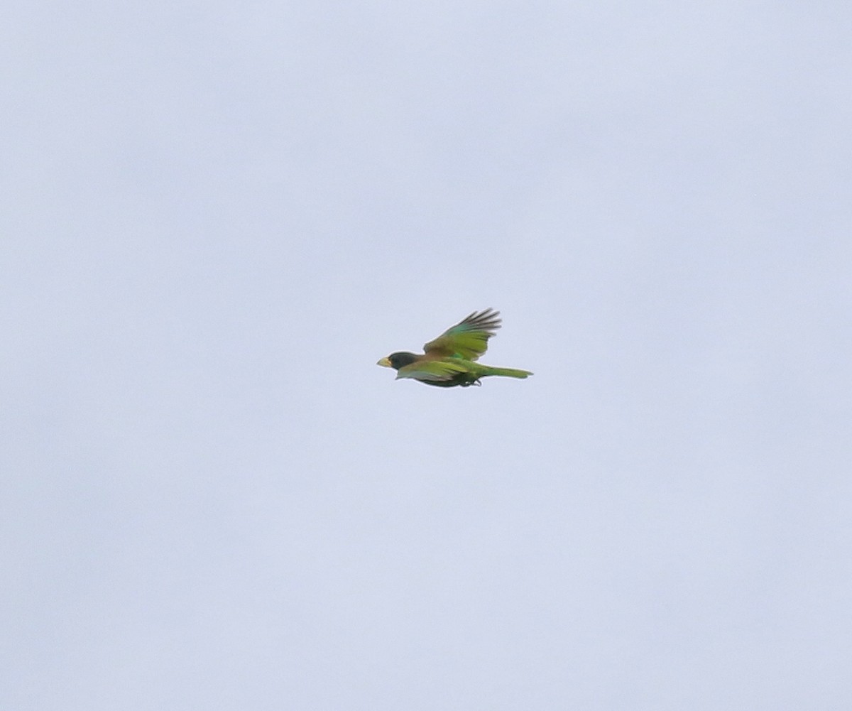 Great Barbet - ML641225471