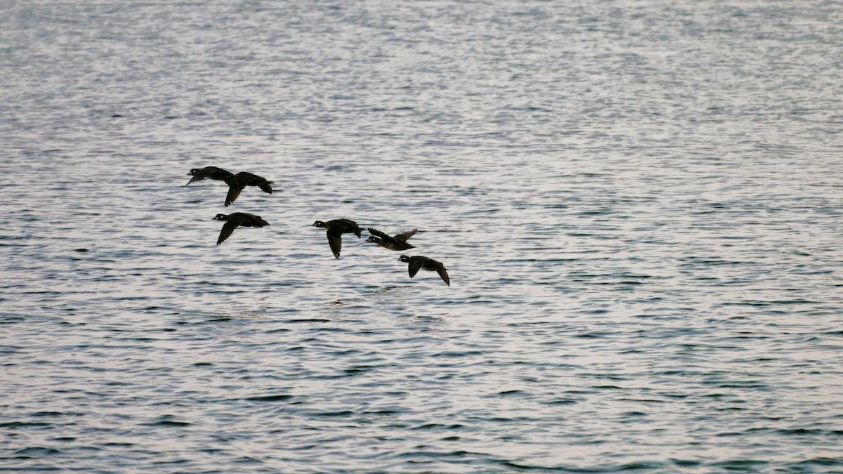 Harlequin Duck - ML641225482