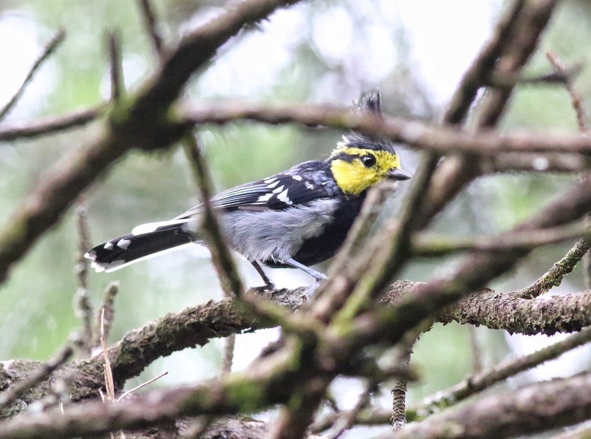 Yellow-cheeked Tit - ML641225486