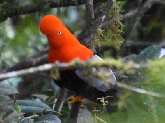 Andean Cock-of-the-rock - ML641225527