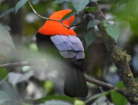 Andean Cock-of-the-rock - ML641225531