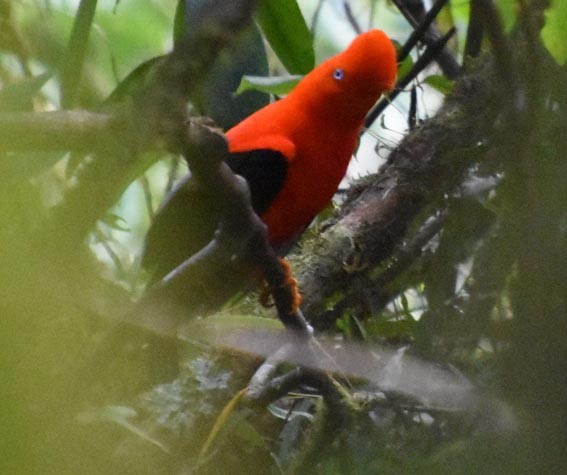 Andean Cock-of-the-rock - ML641225532
