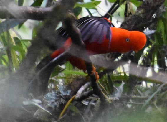 Andean Cock-of-the-rock - ML641225538