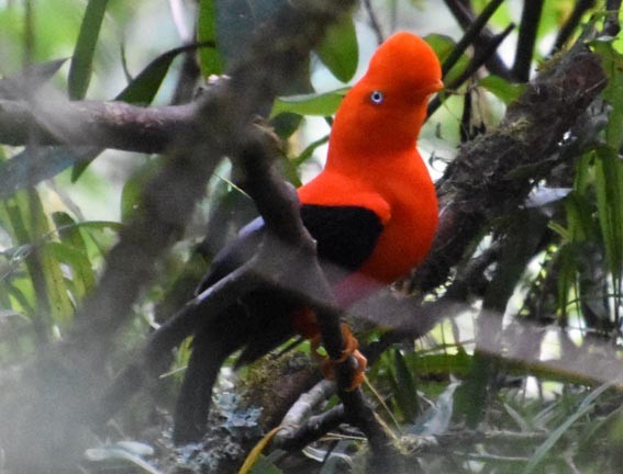 Andean Cock-of-the-rock - ML641225541
