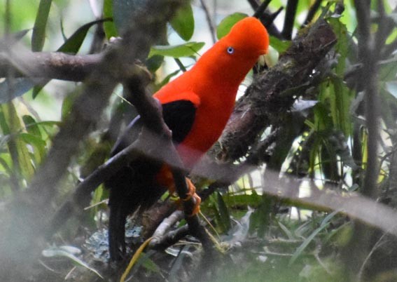 Andean Cock-of-the-rock - ML641225542