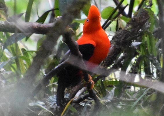 Andean Cock-of-the-rock - ML641225544